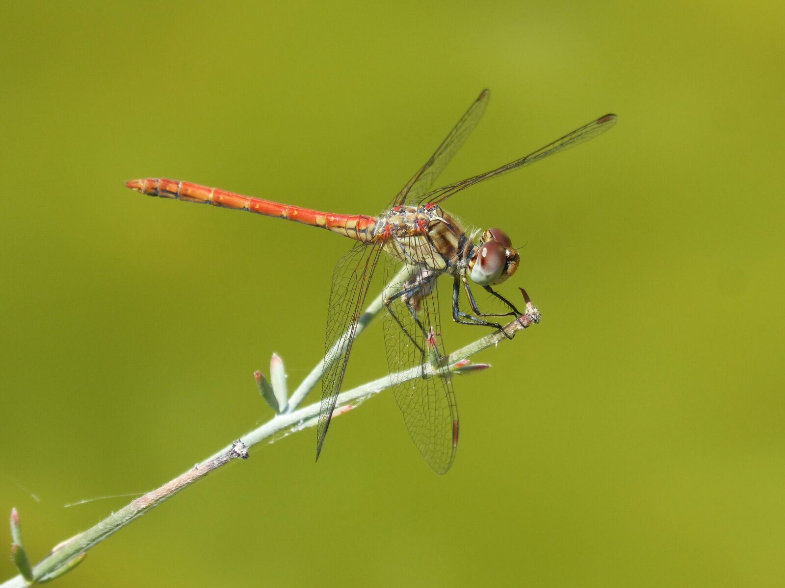 Panasonic DMC-FZ62 sample photo. Red dragonfly, detail, greenery photography