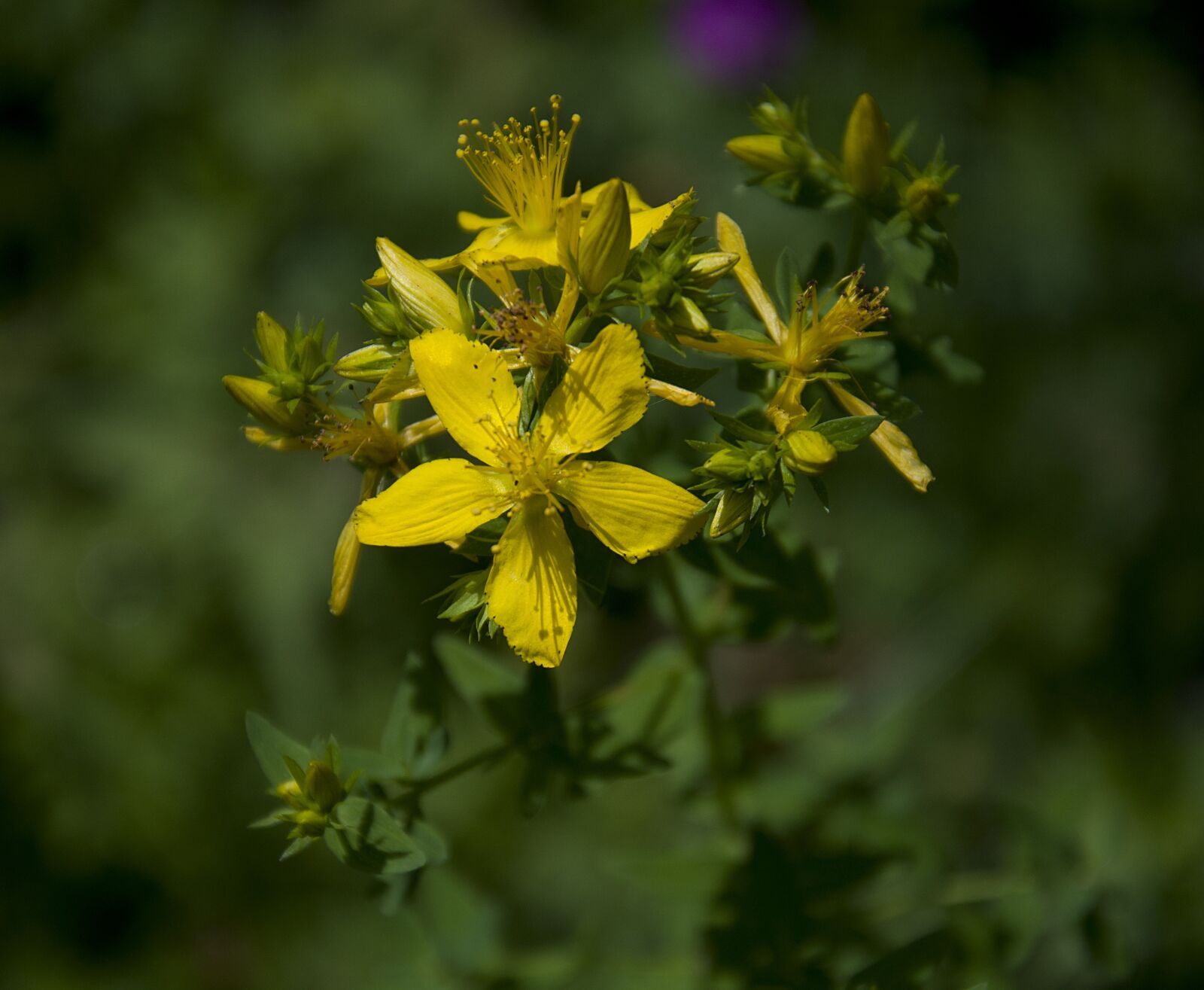 Nikon D90 sample photo. Flower, nature, blossom photography