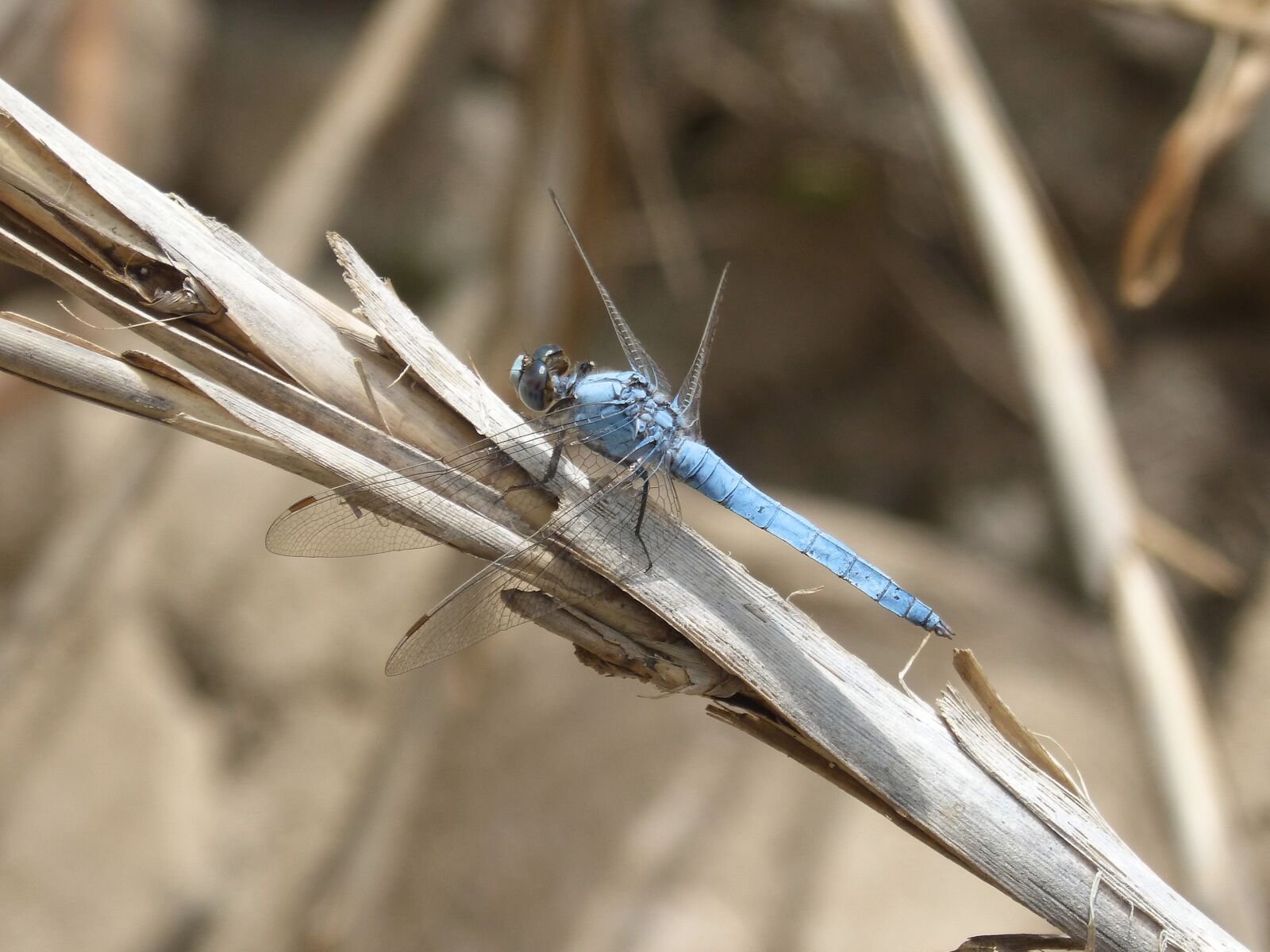 Panasonic DMC-FZ62 sample photo. Blue dragonfly, american cane photography