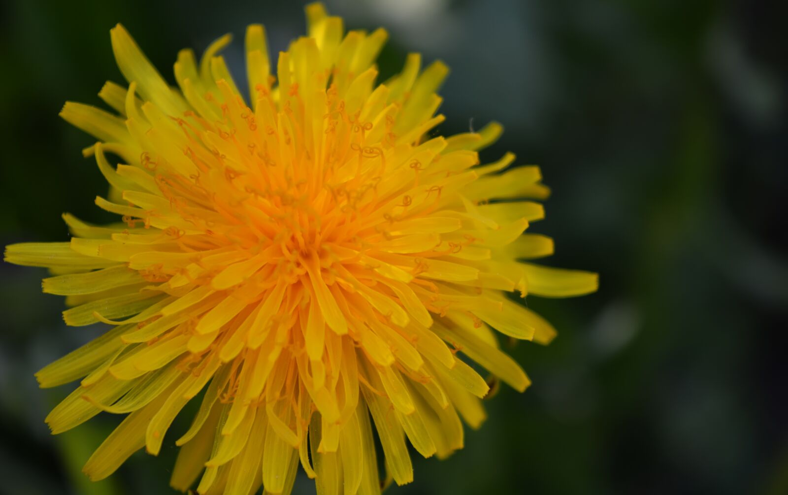 Nikon D5200 sample photo. Dandelion, spring, field photography