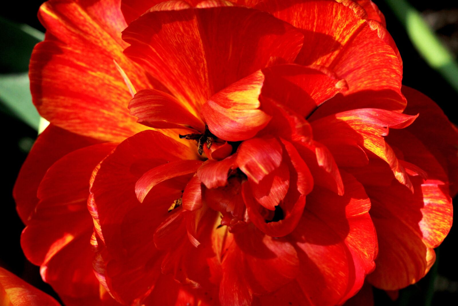 Canon EOS 600D (Rebel EOS T3i / EOS Kiss X5) + Canon EF 50mm F1.8 STM sample photo. Tulipa sunlover, red, tulip photography