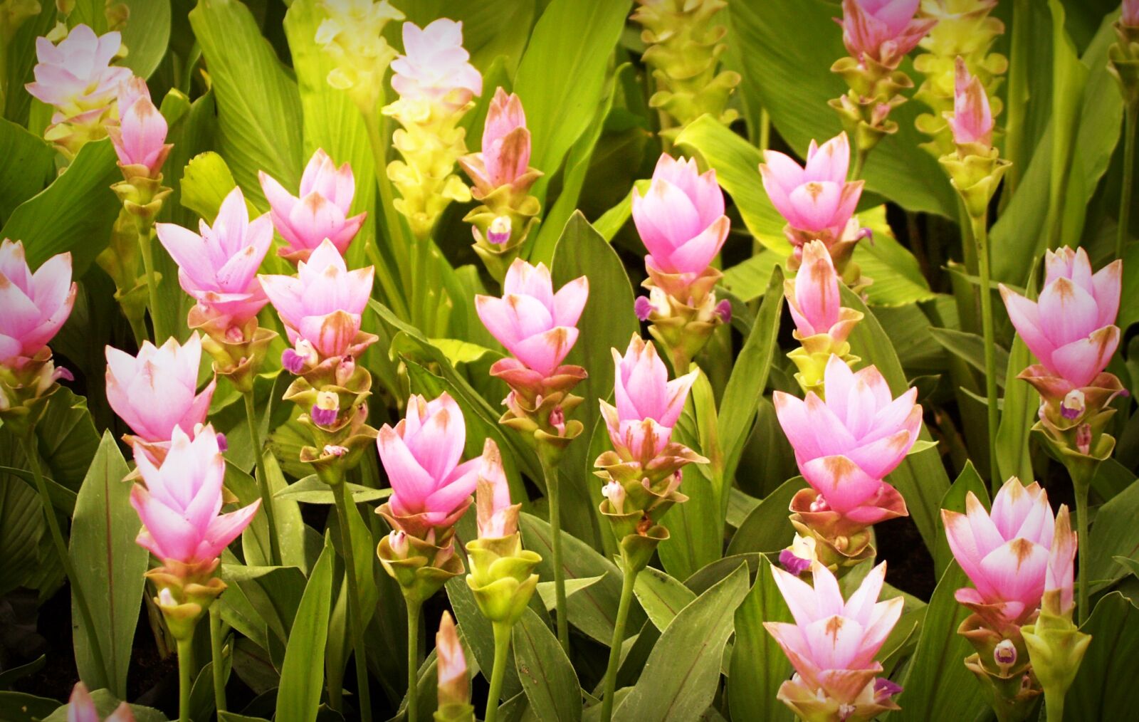 Olympus E-300 (EVOLT E-300) sample photo. Beautiful, bloom, blooming, blossom photography