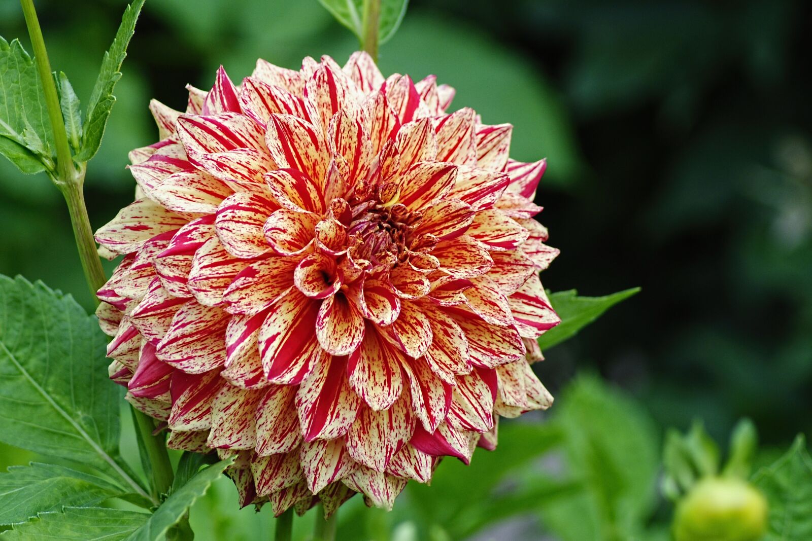 Nikon D3000 sample photo. Dahlia, flamed, autumn photography