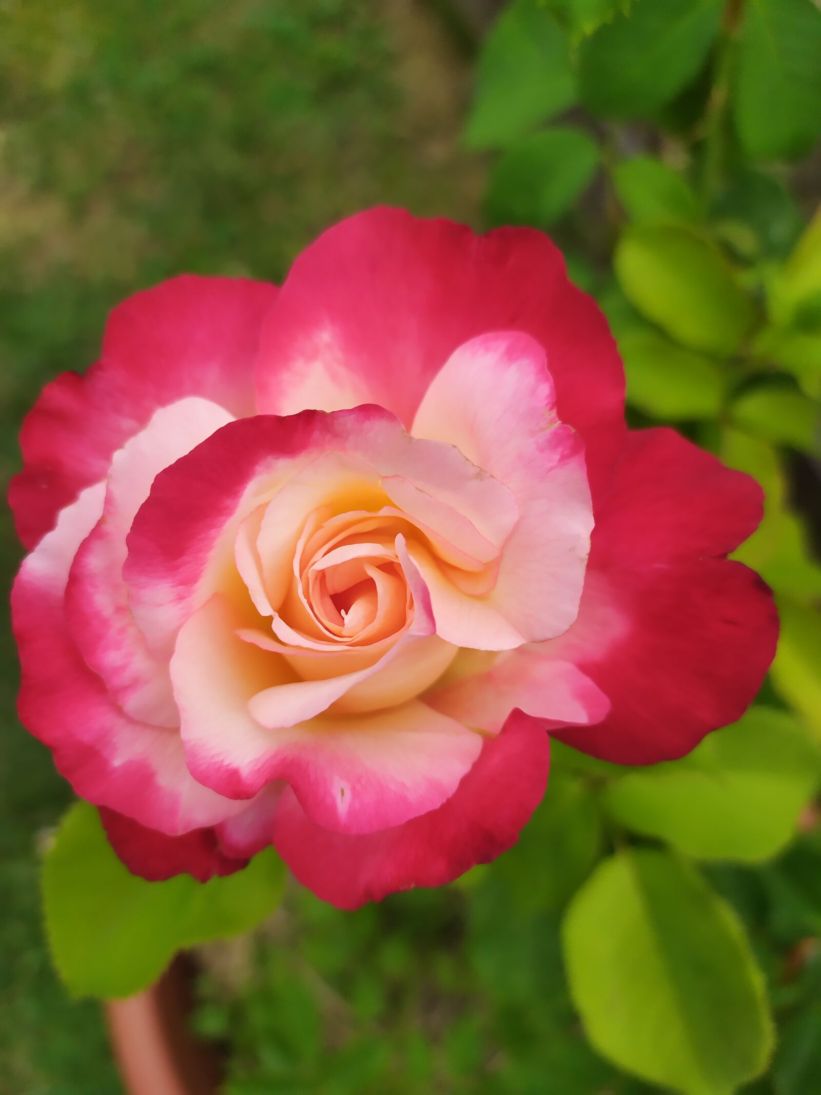 Xiaomi Redmi Note 7 sample photo. Flower, pink, plants photography