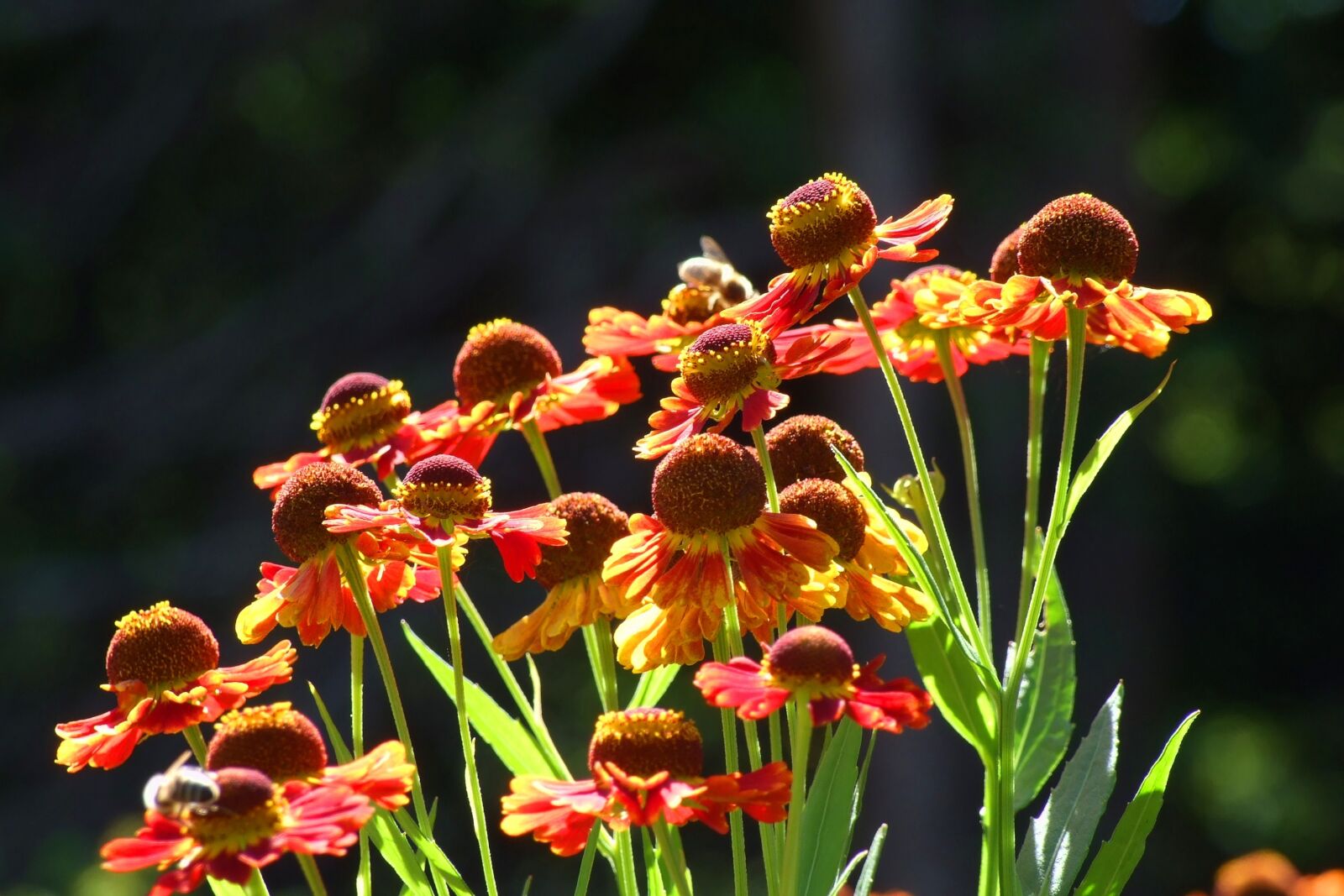 Fujifilm FinePix S6500fd sample photo. Flower, plant, nature photography