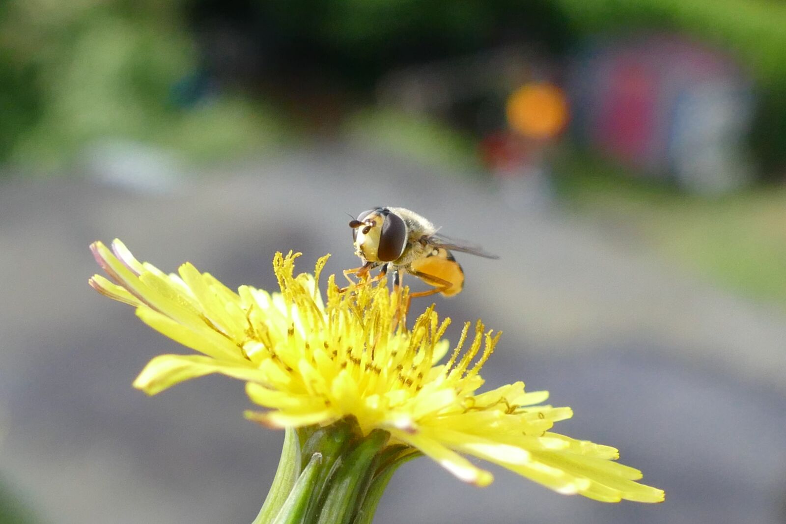 Panasonic Lumix DMC-FZ1000 sample photo. Hoverfly, flower, blossom photography