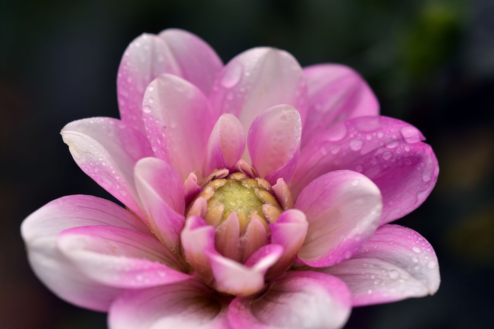 Nikon D750 sample photo. Dahlia, blossom, bloom photography