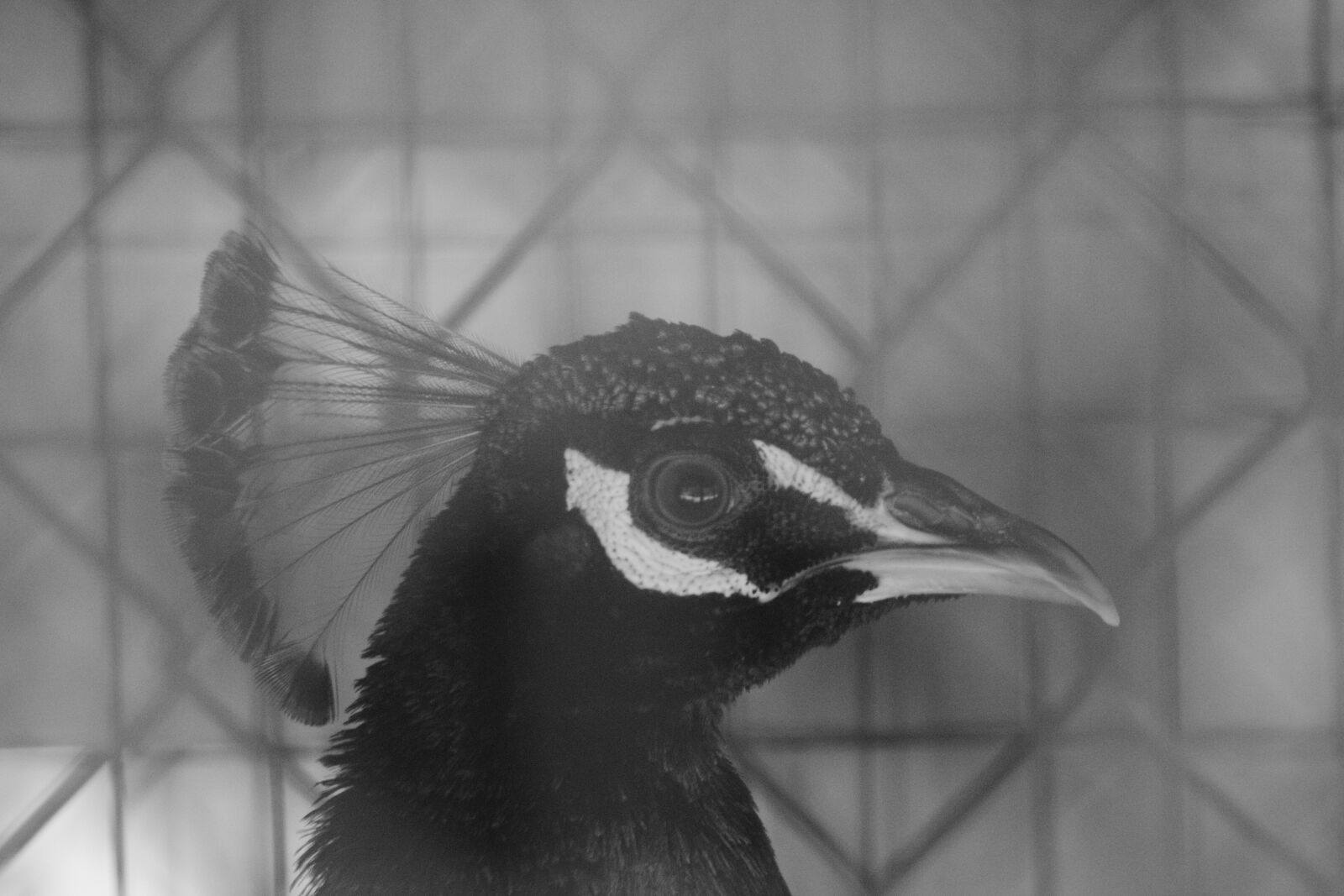 Canon EOS 750D (EOS Rebel T6i / EOS Kiss X8i) sample photo. Bird, avian, feather photography
