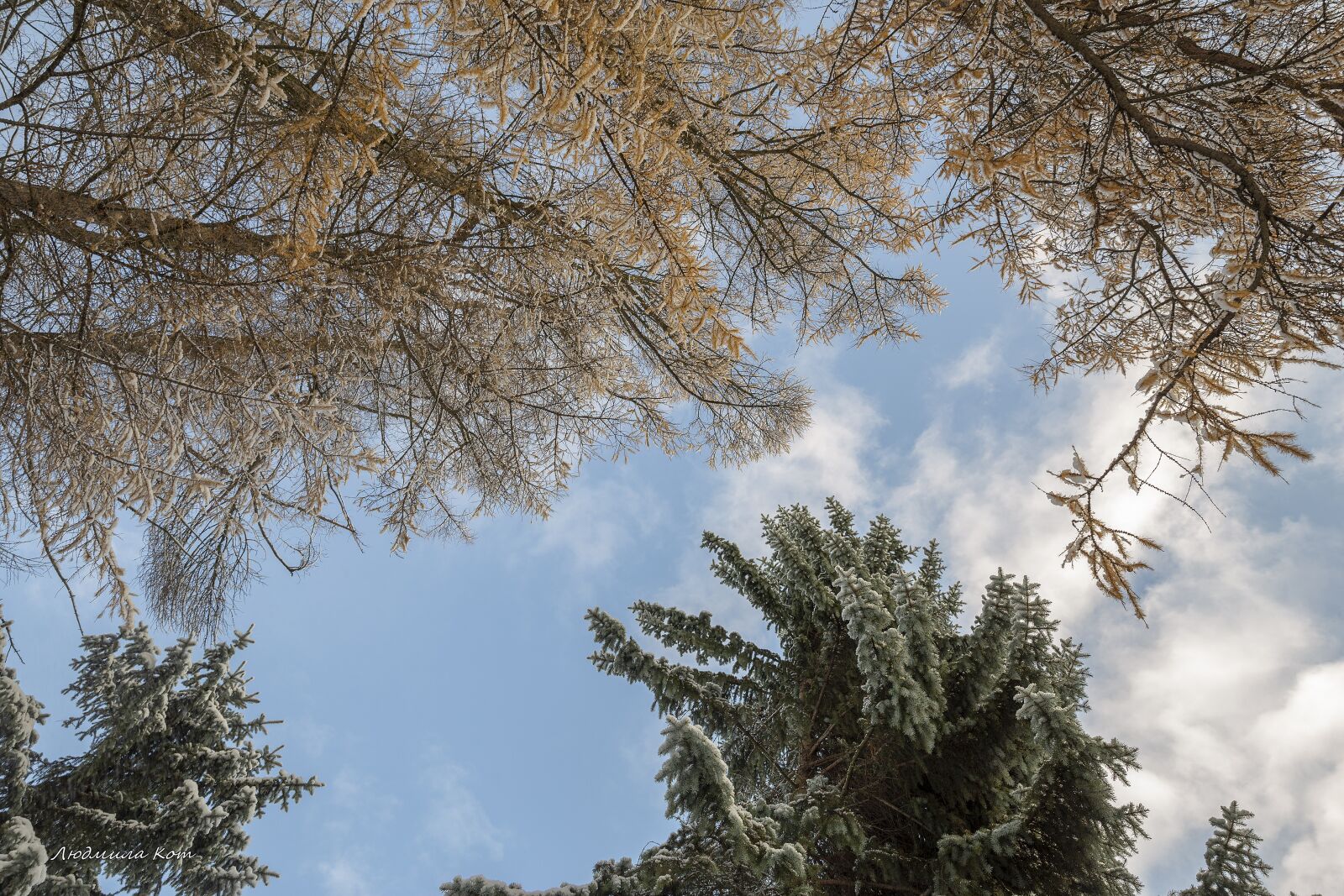 Canon EF 24-70mm F2.8L II USM sample photo. The first snow, snow photography