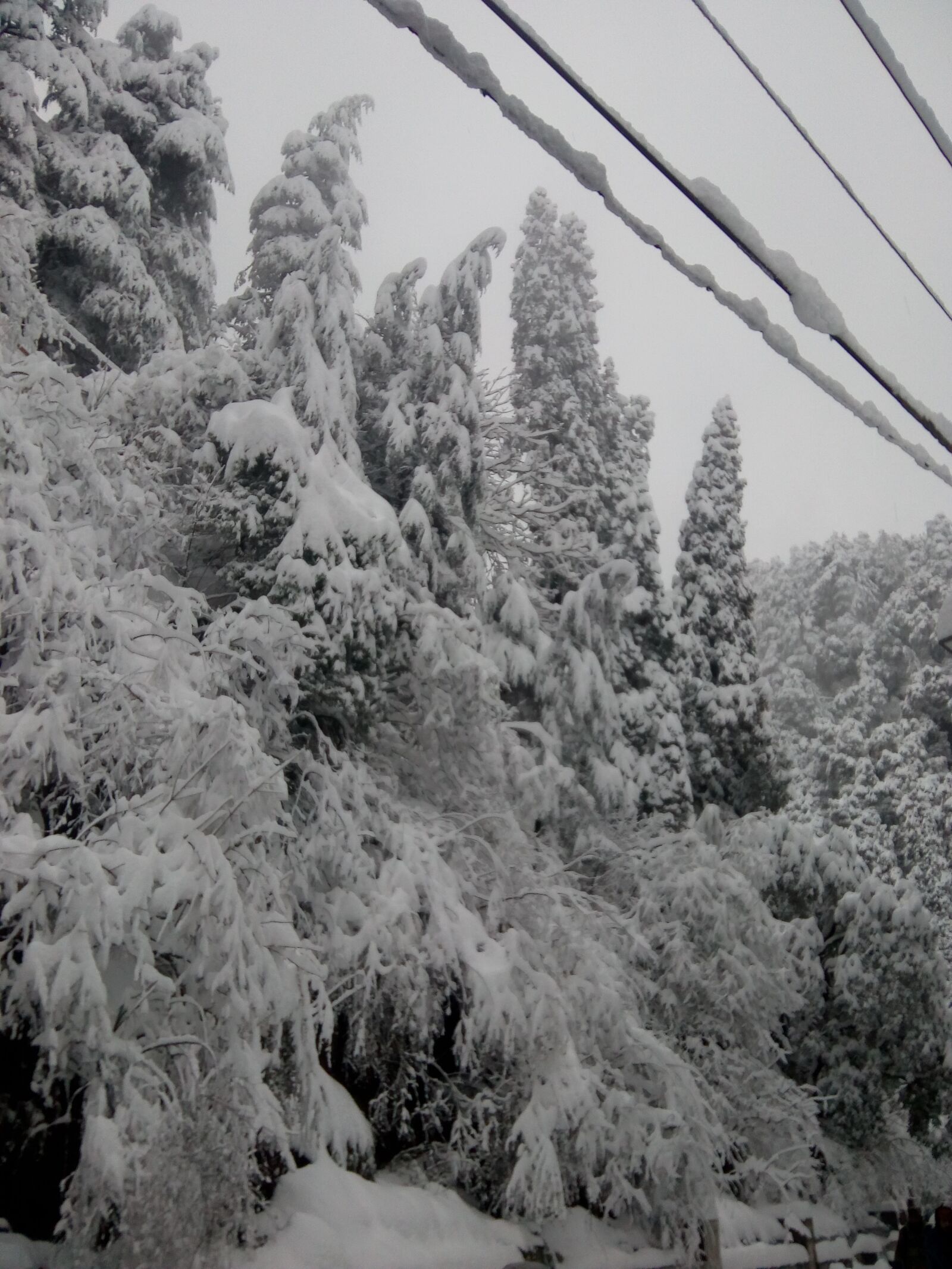 Motorola Moto C Plus sample photo. Snowfall, snow, shimla photography