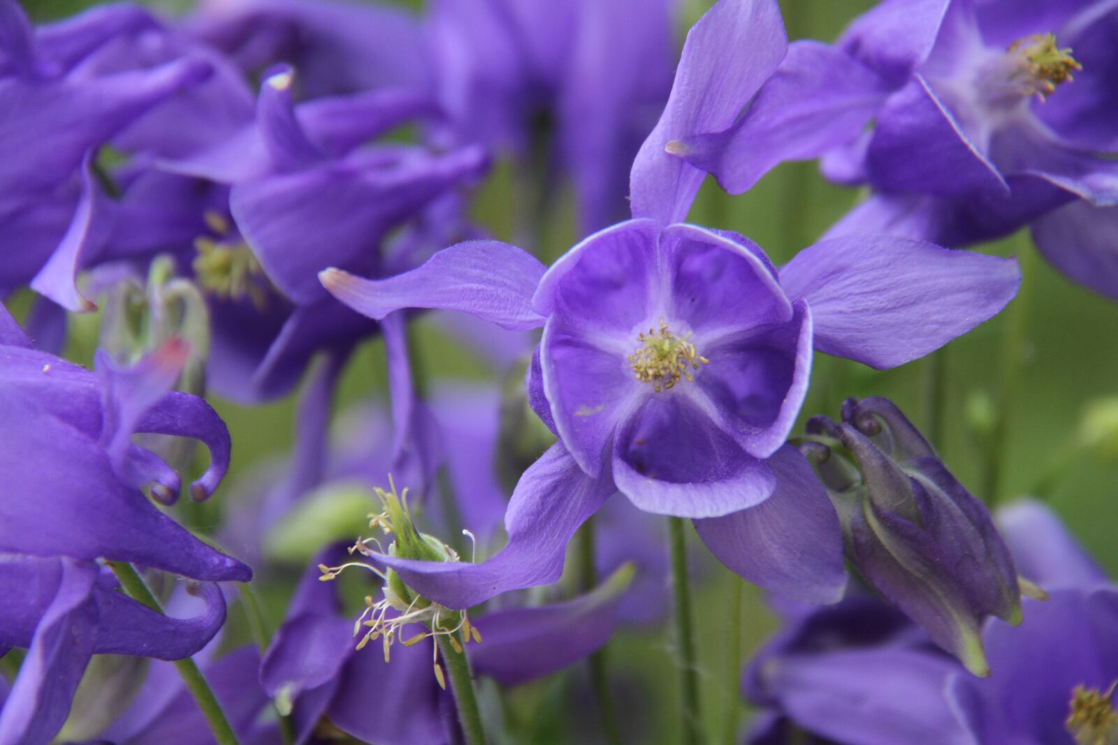 Canon EOS 7D sample photo. Columbine, garden, blue photography