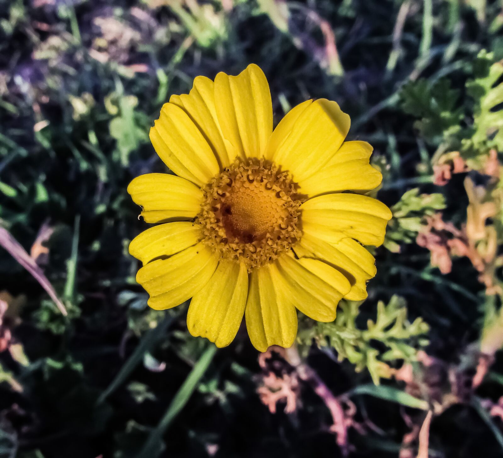 Canon PowerShot SX400 IS sample photo. Yellow flower, arnica, plant photography