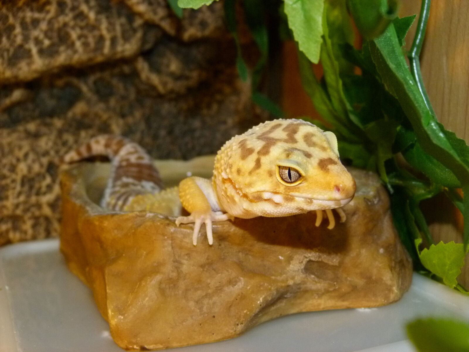Panasonic Lumix DMC-FZ40 (Lumix DMC-FZ45) sample photo. Gecko, reptile, animal photography