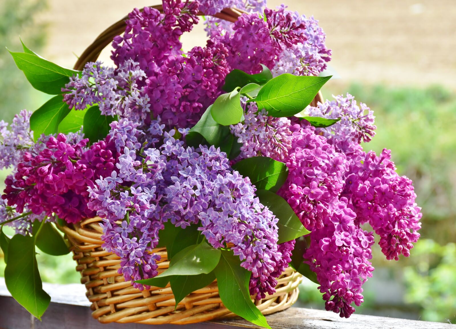 Nikon D7200 sample photo. Lilac, flower basket, flowers photography