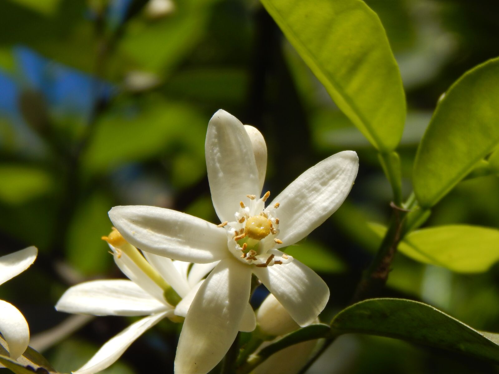 Nikon Coolpix L820 sample photo. Orange blossom, orange flower photography
