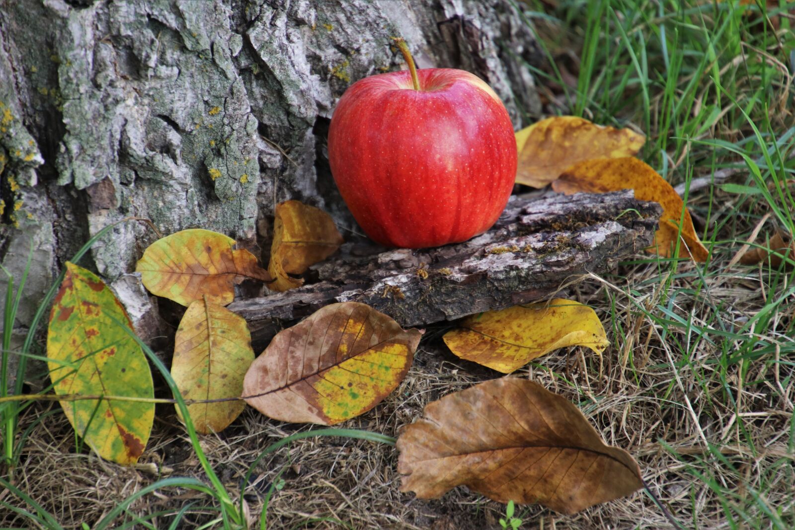 Canon EOS 80D sample photo. Autumn, apple, red photography