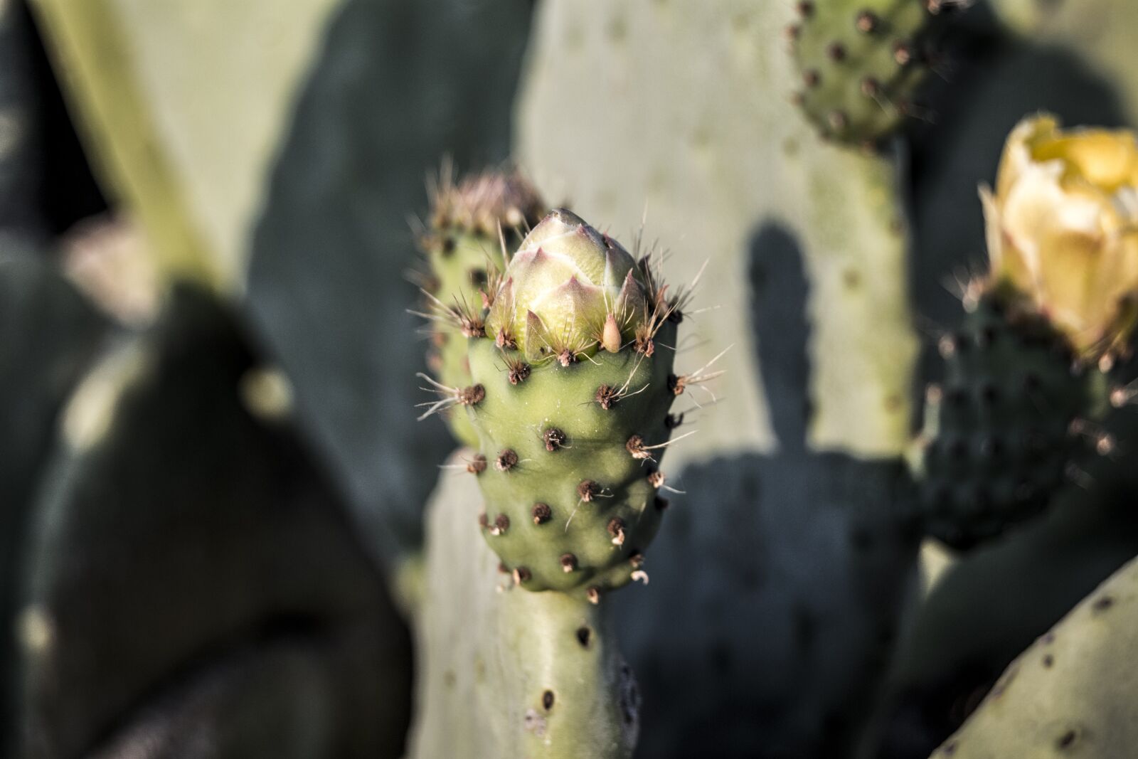 Nikon D5200 sample photo. Cactus, nature, fruit photography