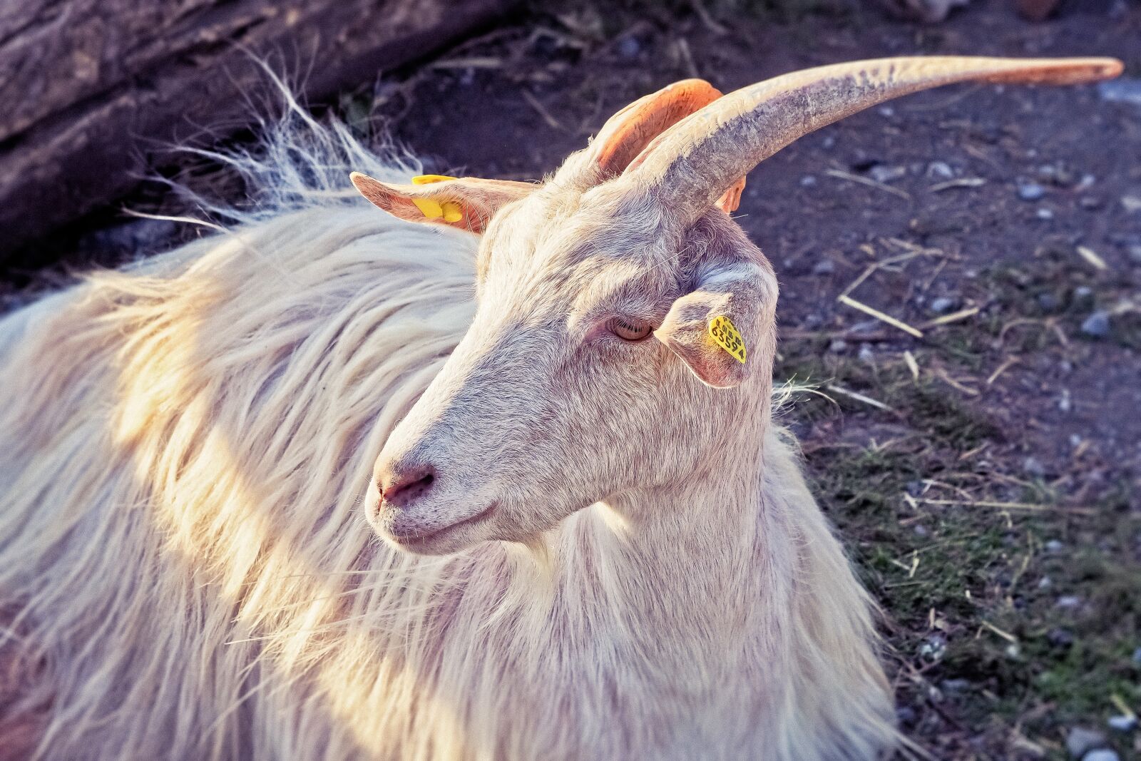 Olympus OM-D E-M10 sample photo. Animal, goat, horns photography