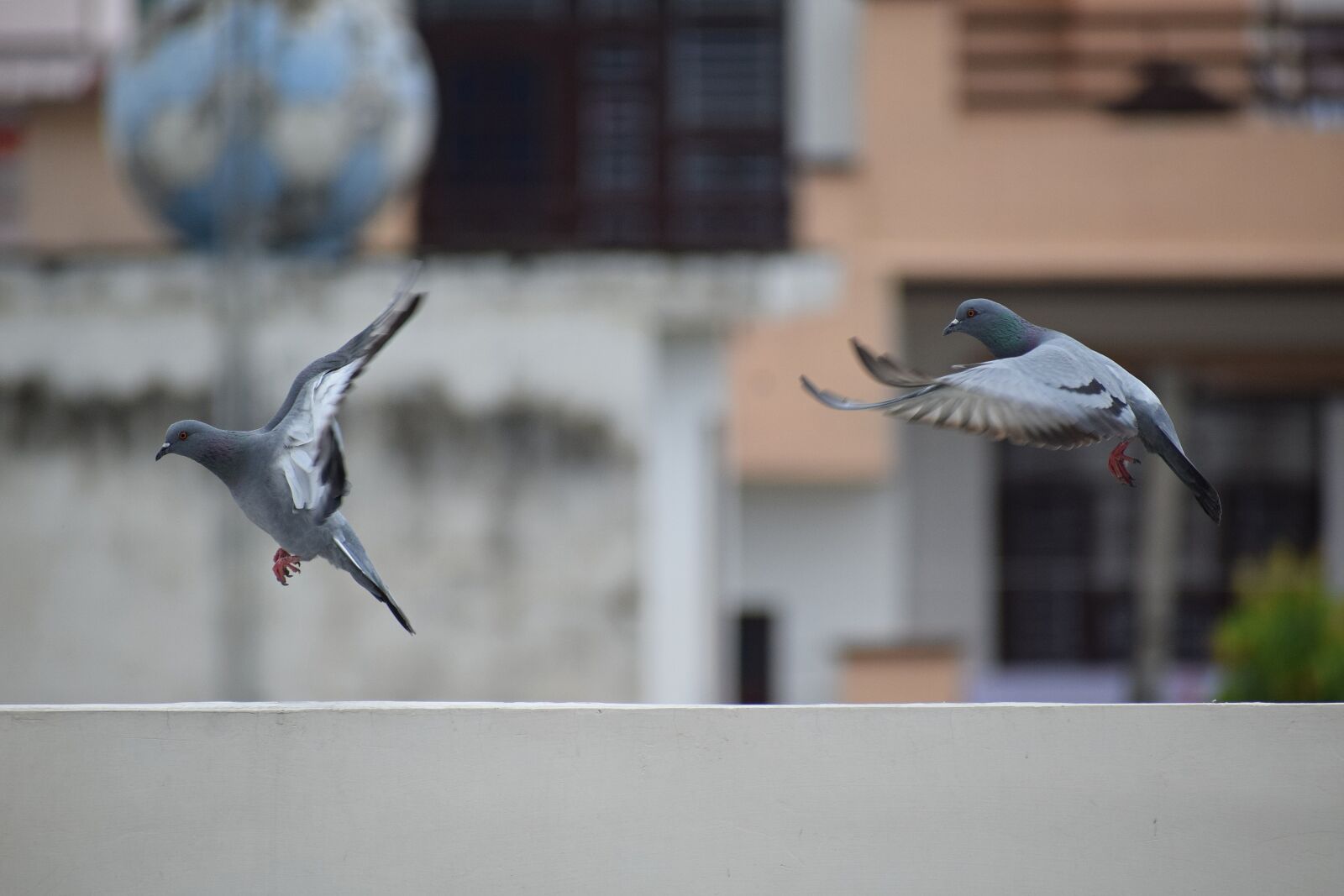 Nikon D3300 sample photo. Flying, pigeons, pigeon photography