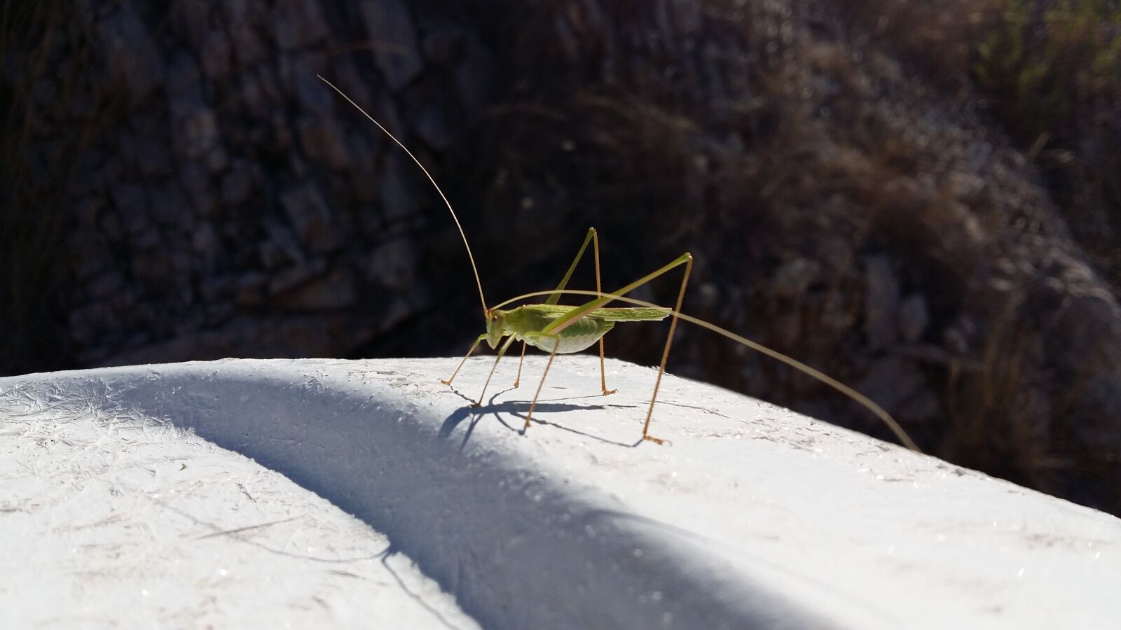 Samsung Galaxy A5 sample photo. Grasshopper, insect, nature photography