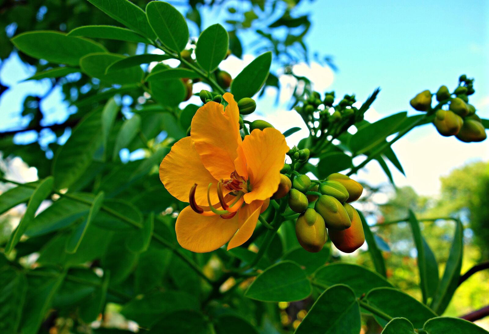 Sony Cyber-shot DSC-RX100 sample photo. Flower, shrub, pistil photography