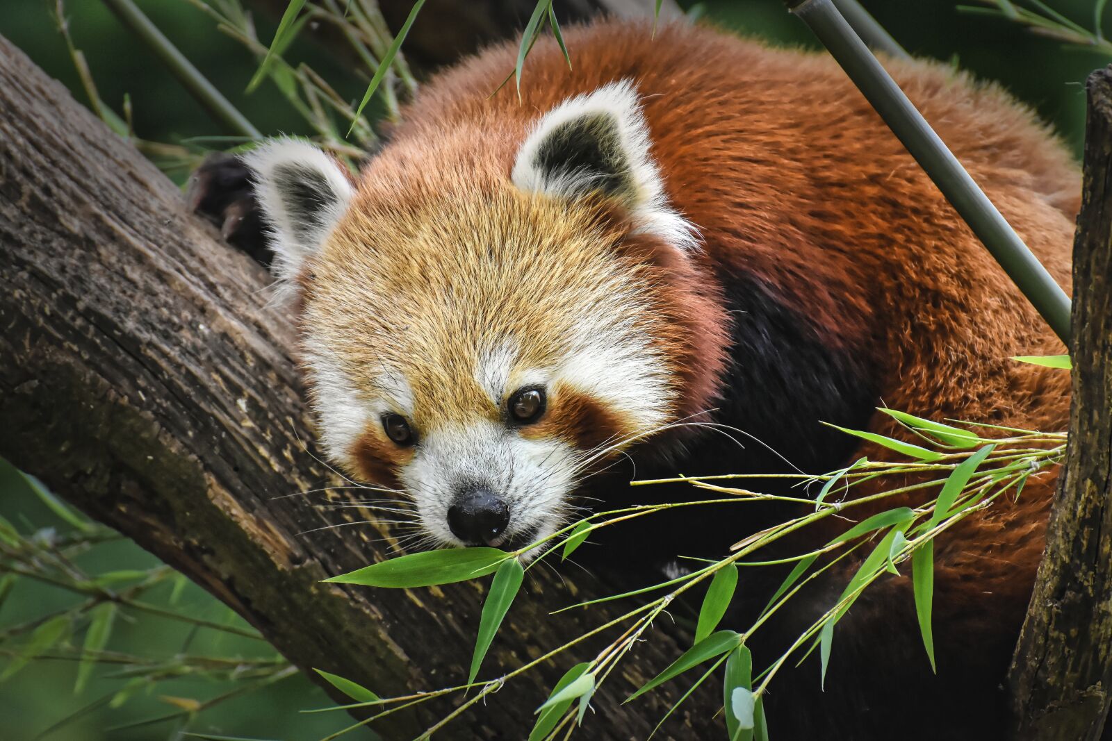 Nikon D7200 sample photo. Panda, red panda, bear photography