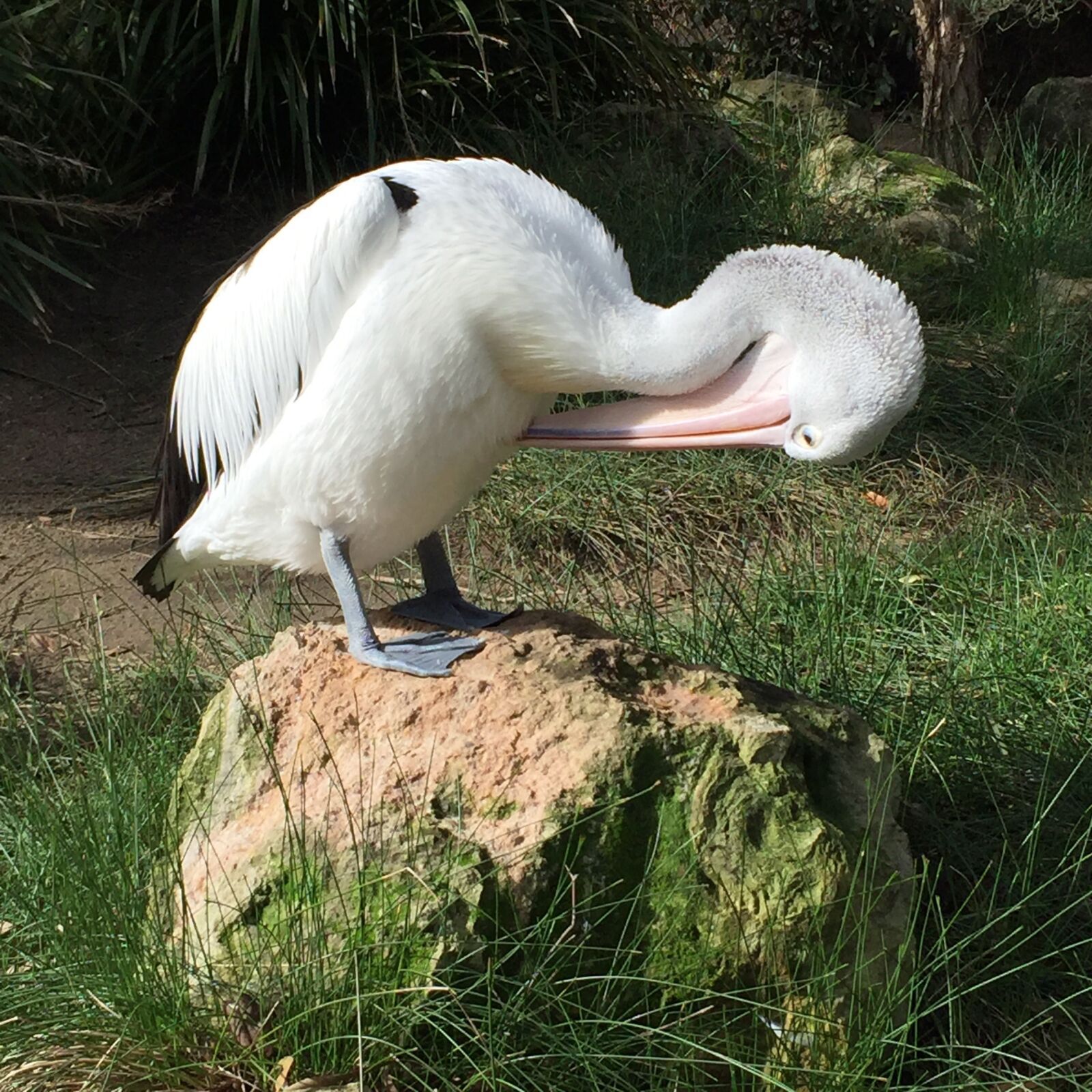 Apple iPhone 6 sample photo. Preening, pelican, bird photography