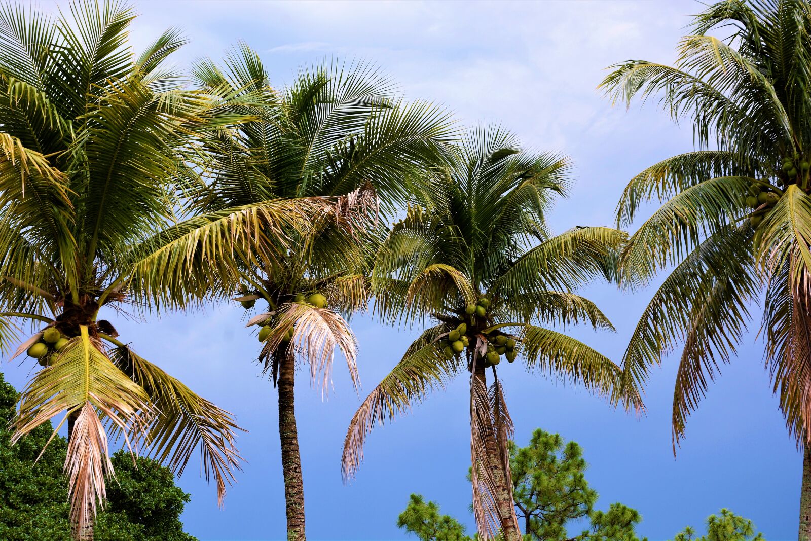 Nikon D7100 sample photo. Palm trees, coconut trees photography