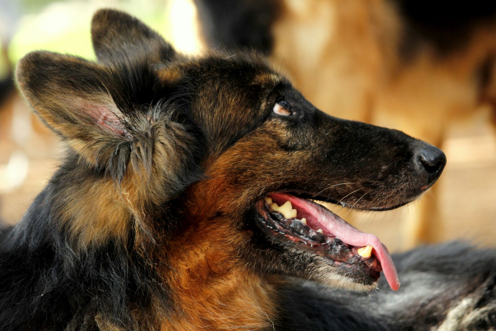 Canon EF-S 55-250mm F4-5.6 IS II sample photo. Dog, pet, furry photography