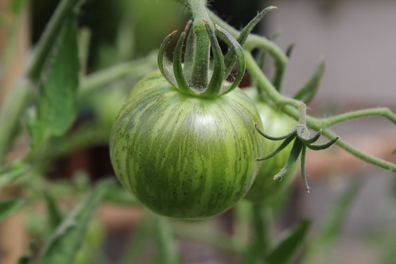 Canon EOS 1300D (EOS Rebel T6 / EOS Kiss X80) sample photo. Tomato, green, eat photography