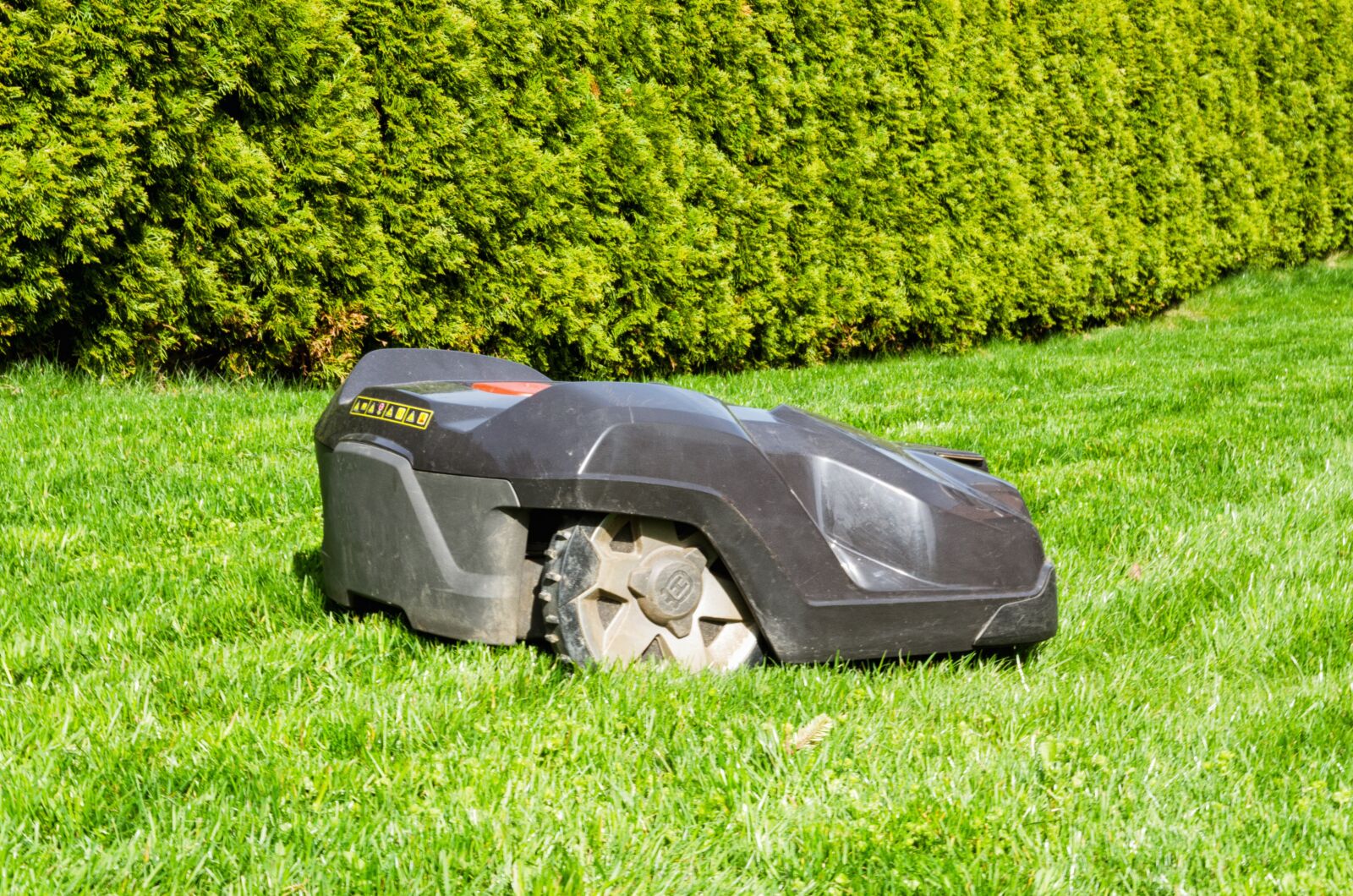 Nikon D5100 sample photo. Grass, rush, summer photography
