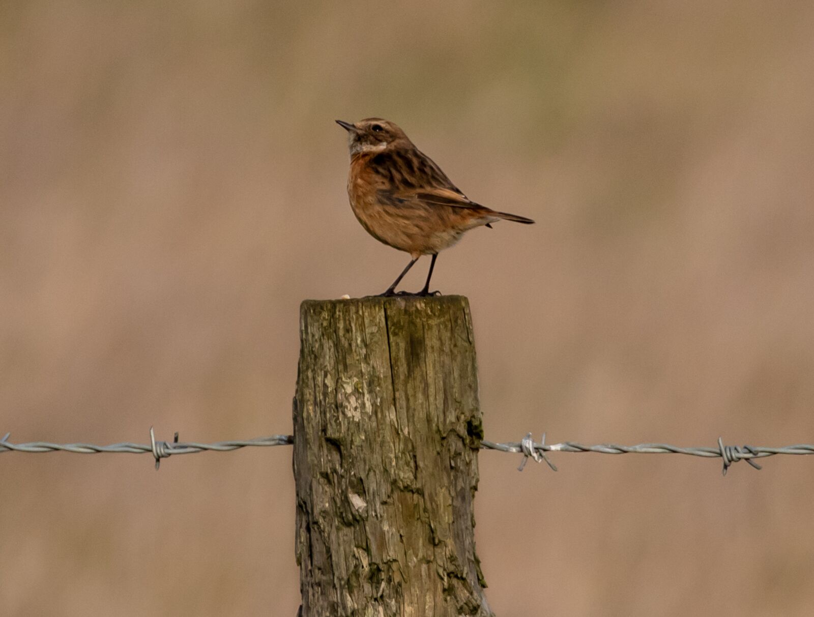 Canon EOS 7D Mark II sample photo. Stonechat, small bird, songbird photography