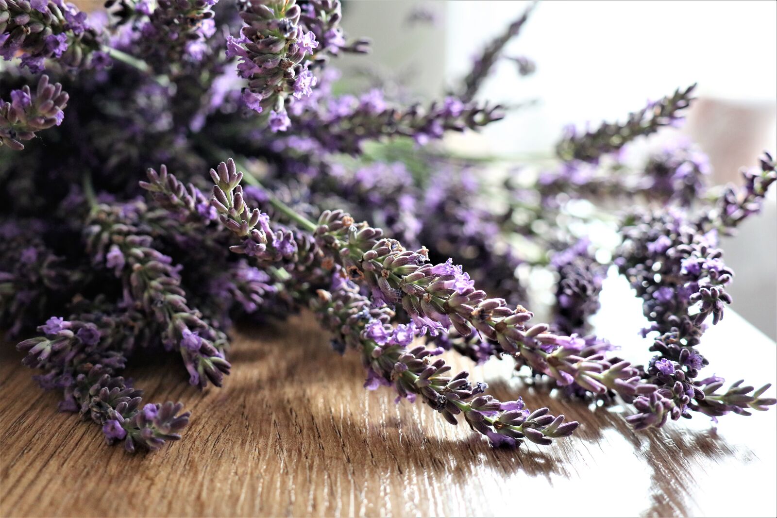 Canon EOS M6 sample photo. Lavender, the smell of photography