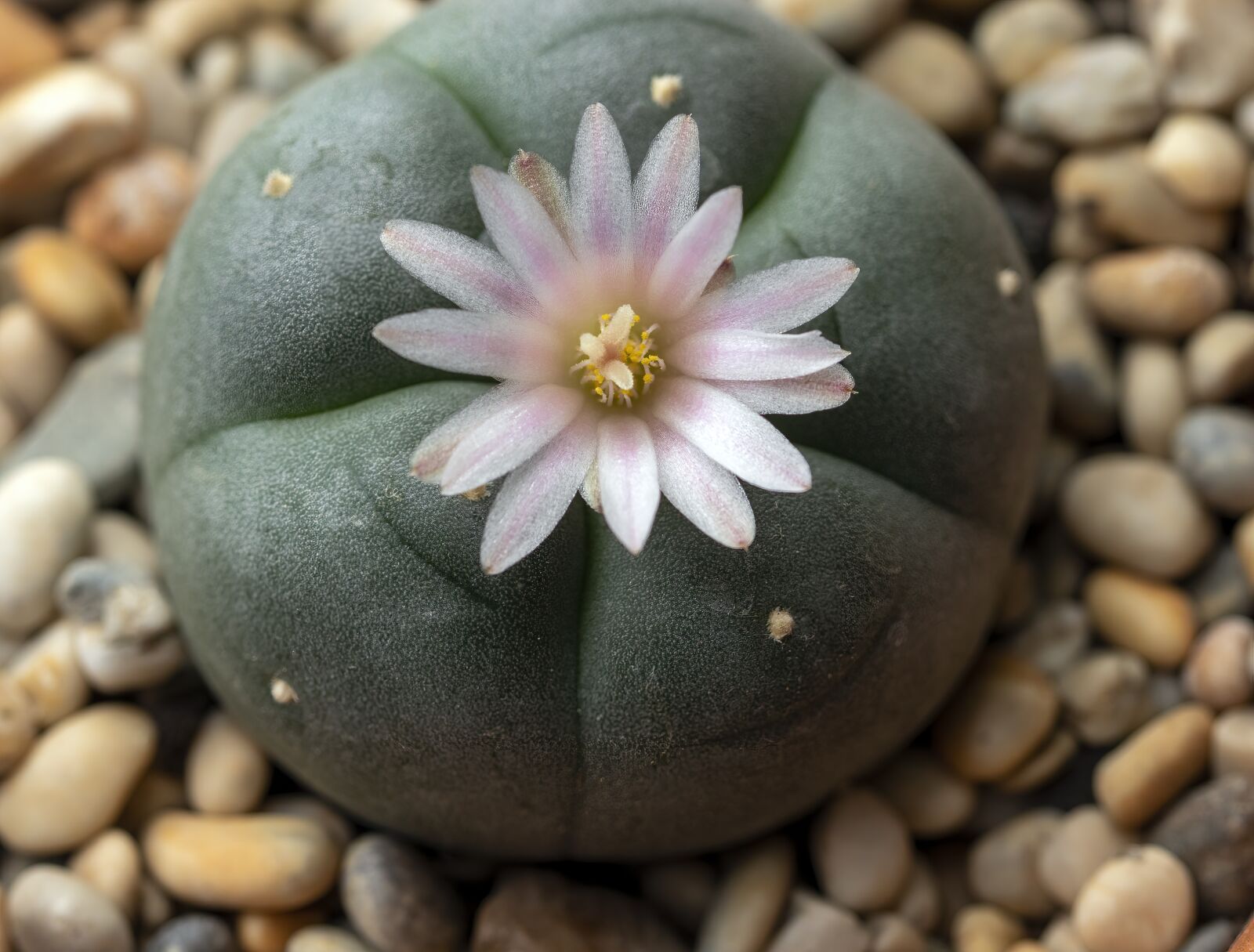 Canon EOS 800D (EOS Rebel T7i / EOS Kiss X9i) + Canon EF 100mm F2.8L Macro IS USM sample photo. Cactus, peyote, flower photography