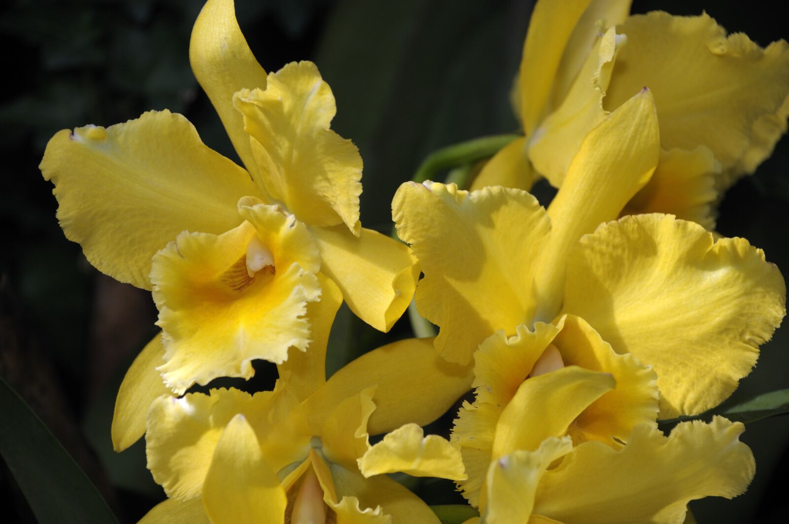 Nikon D300 sample photo. Orchid, flower, blossom photography