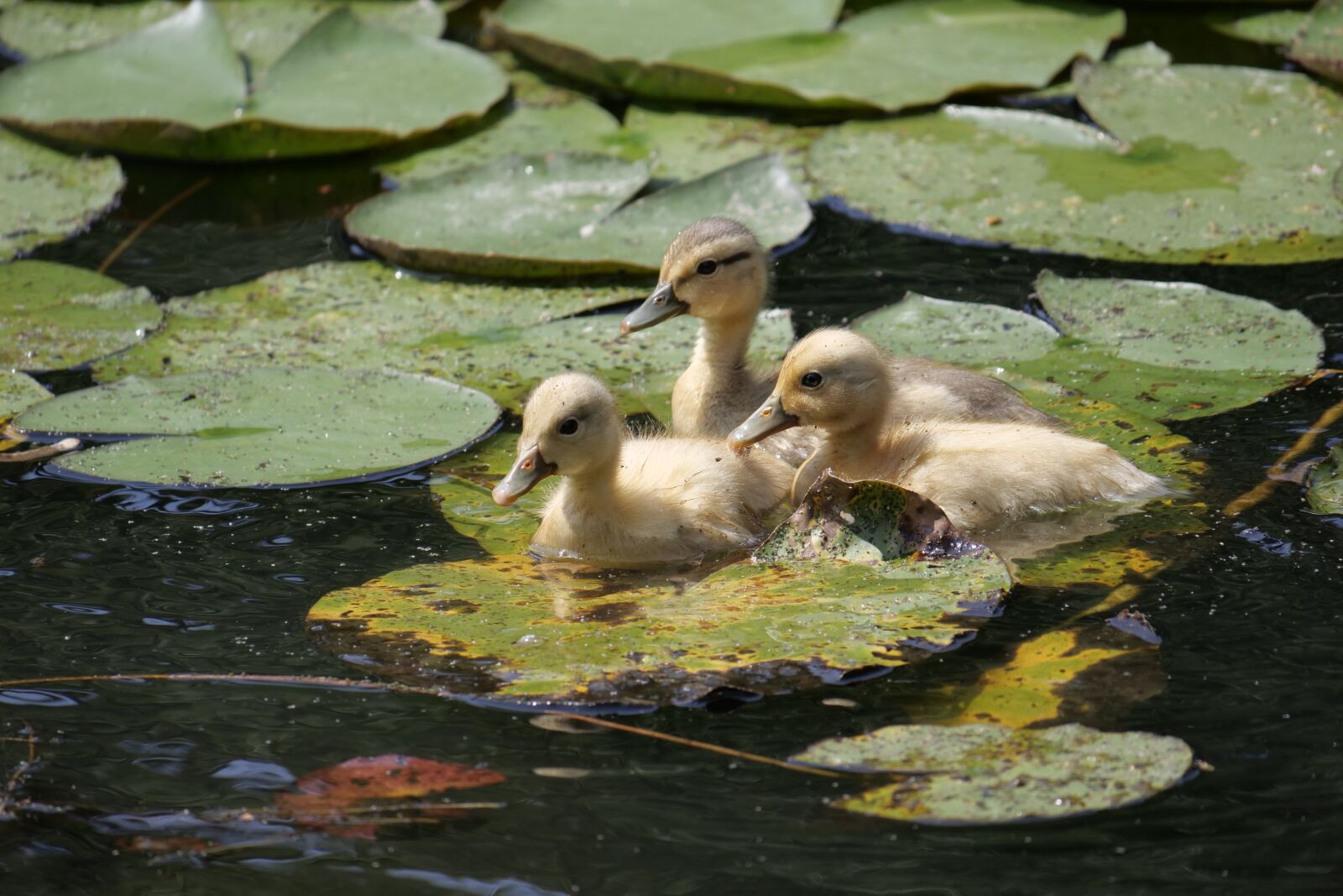 Panasonic Lumix DC-G9 sample photo. Animal world, animals, bird photography