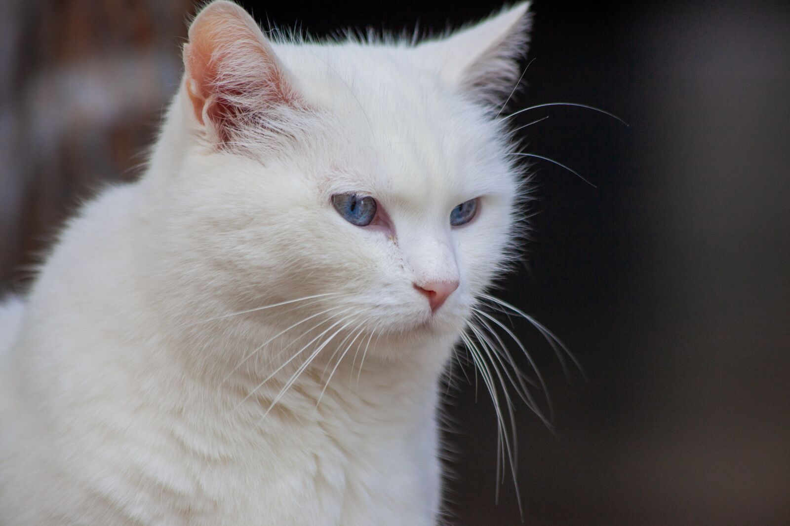 Canon EOS 5D Mark II + Canon EF 70-300mm F4-5.6 IS USM sample photo. White cat, cat, white photography