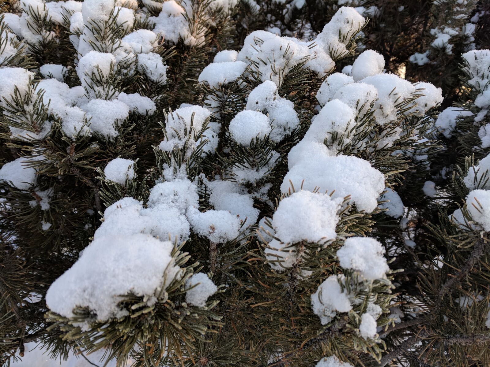 Google Pixel sample photo. Winter, snow, nature photography