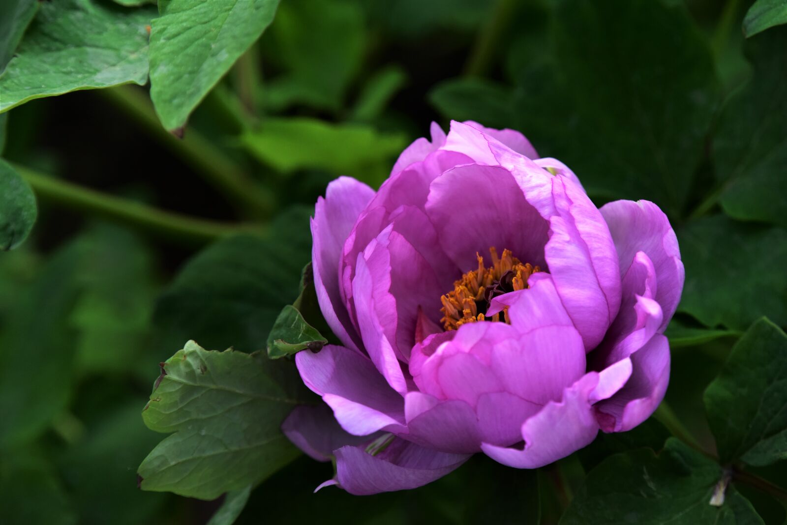 Nikon D810 sample photo. Peony, flowers, spring photography