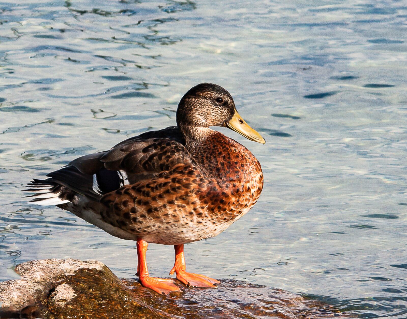 Canon EOS 50D sample photo. Mallard, duck, animal photography