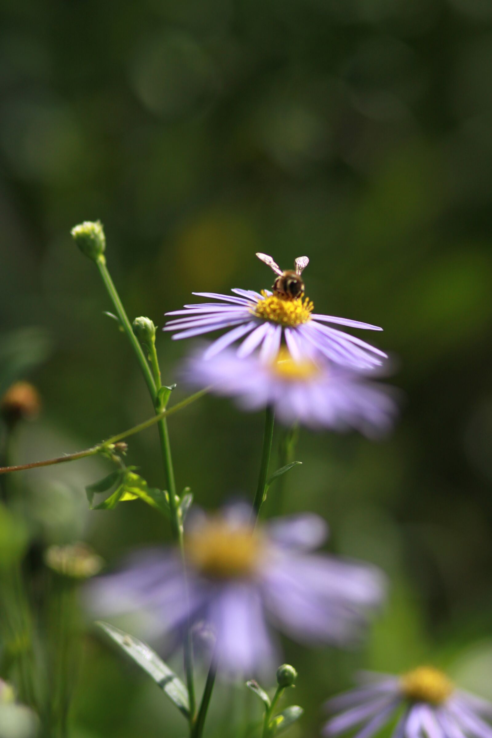 Canon EOS 500D (EOS Rebel T1i / EOS Kiss X3) sample photo. Flowers, plants, nature photography