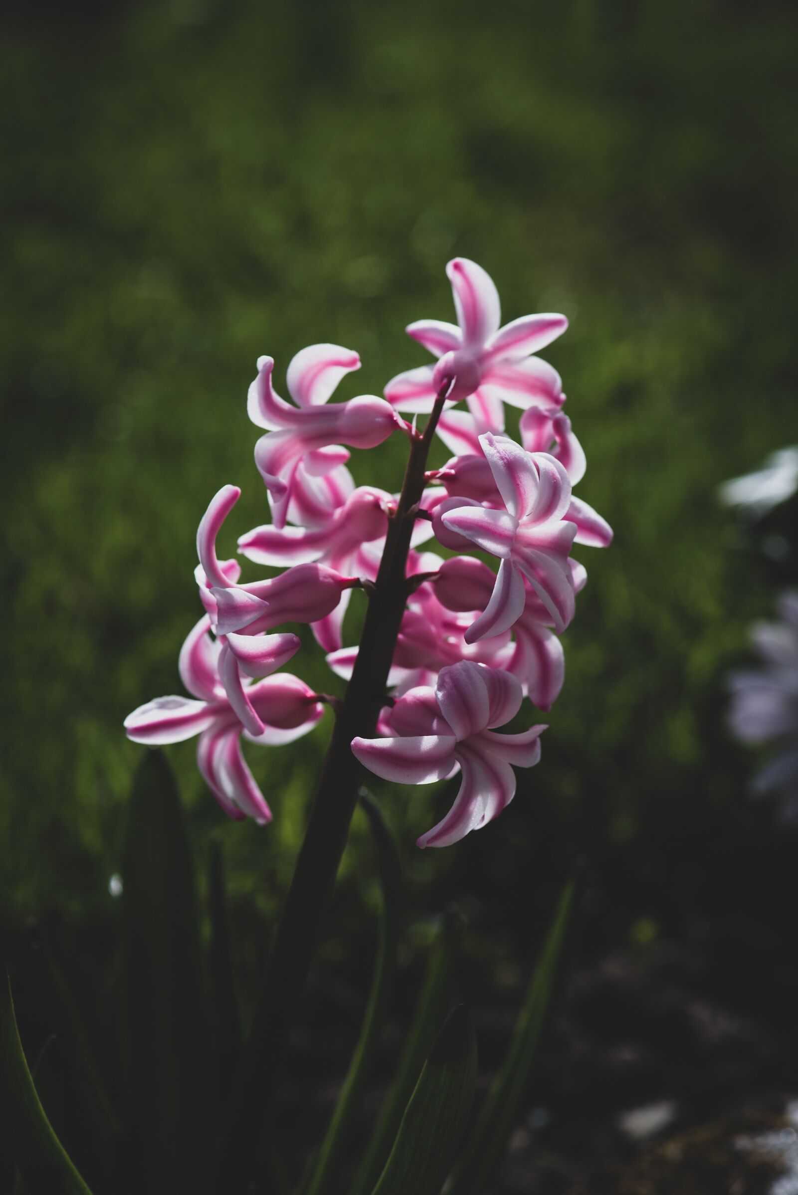Nikon D750 sample photo. Hyacinth, flower, blossom photography