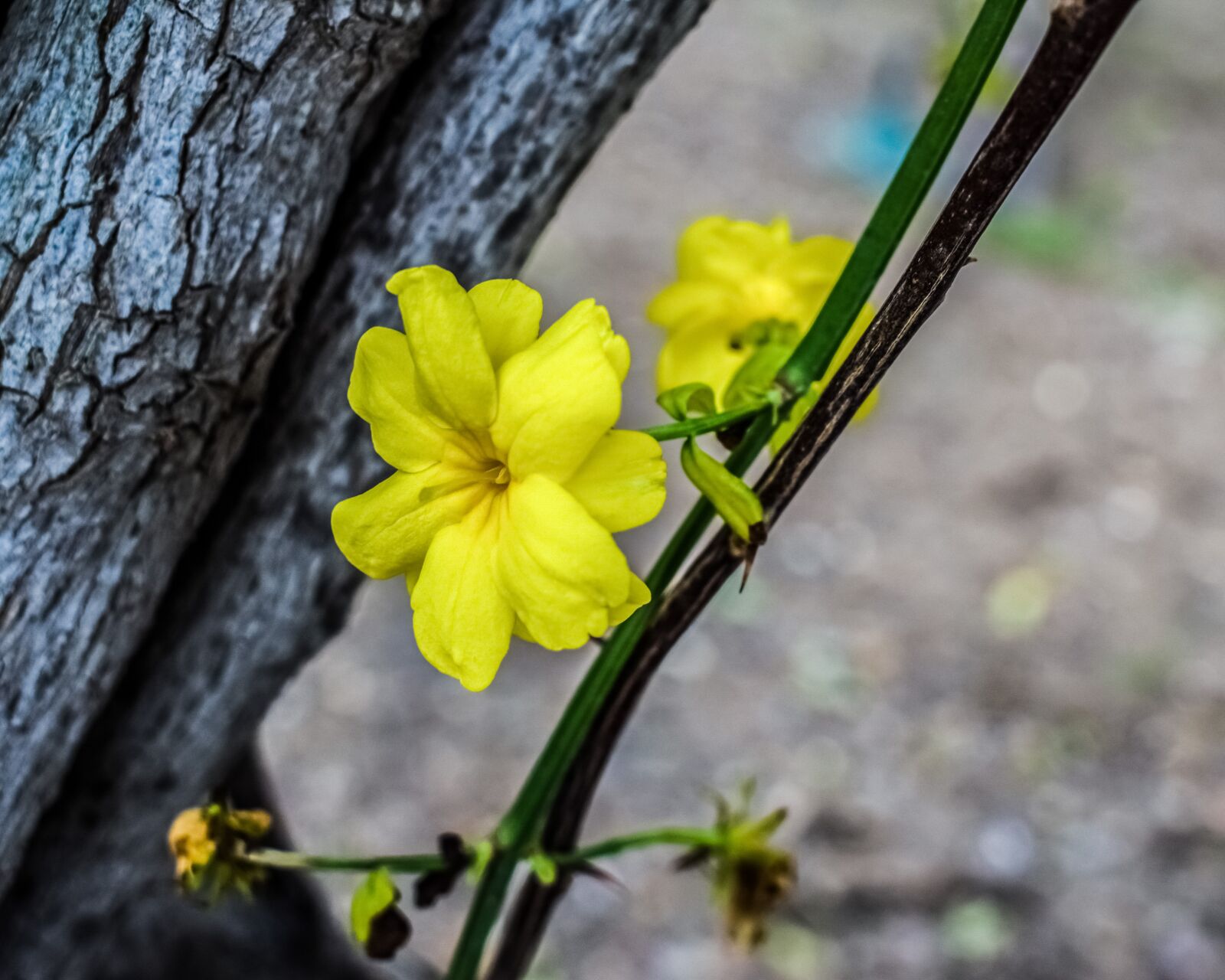 Nikon D3300 sample photo. Flower, yellow, yellow flowers photography
