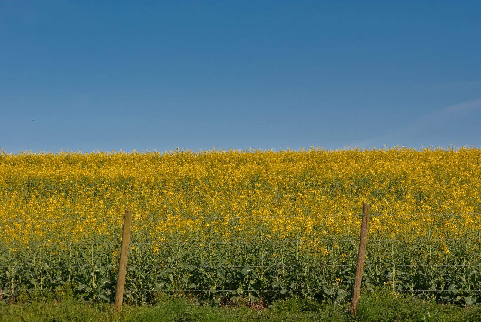 Nikon D80 sample photo. Landscape, field, agro-industry photography