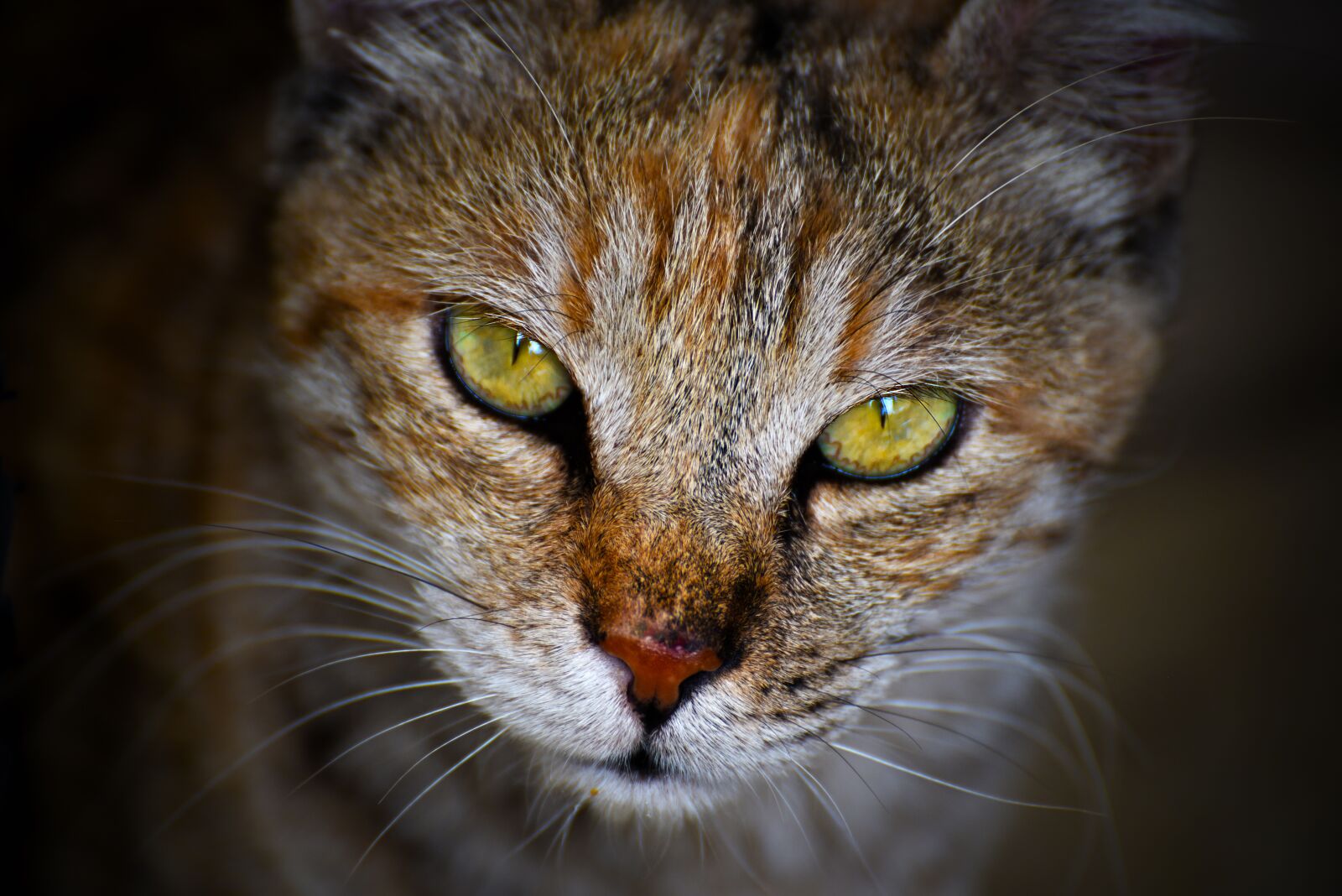 Nikon D750 sample photo. Beautiful, cat, cute photography