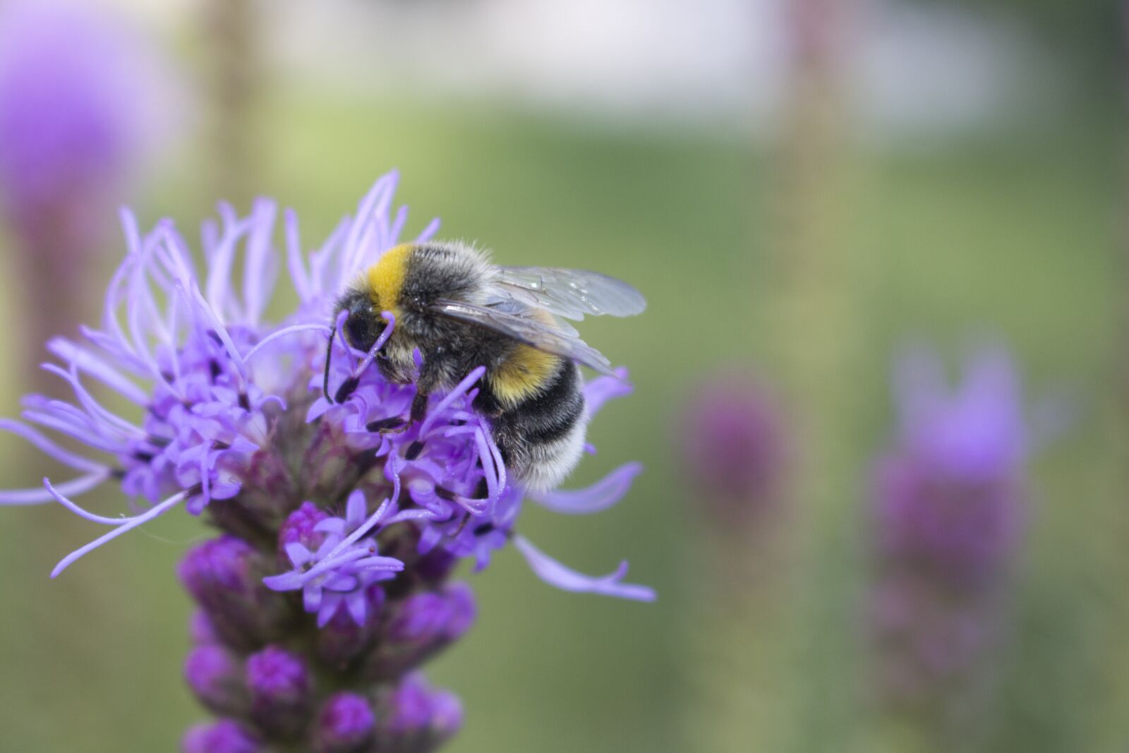 Canon EOS 700D (EOS Rebel T5i / EOS Kiss X7i) sample photo. Bee, czech republic, close photography