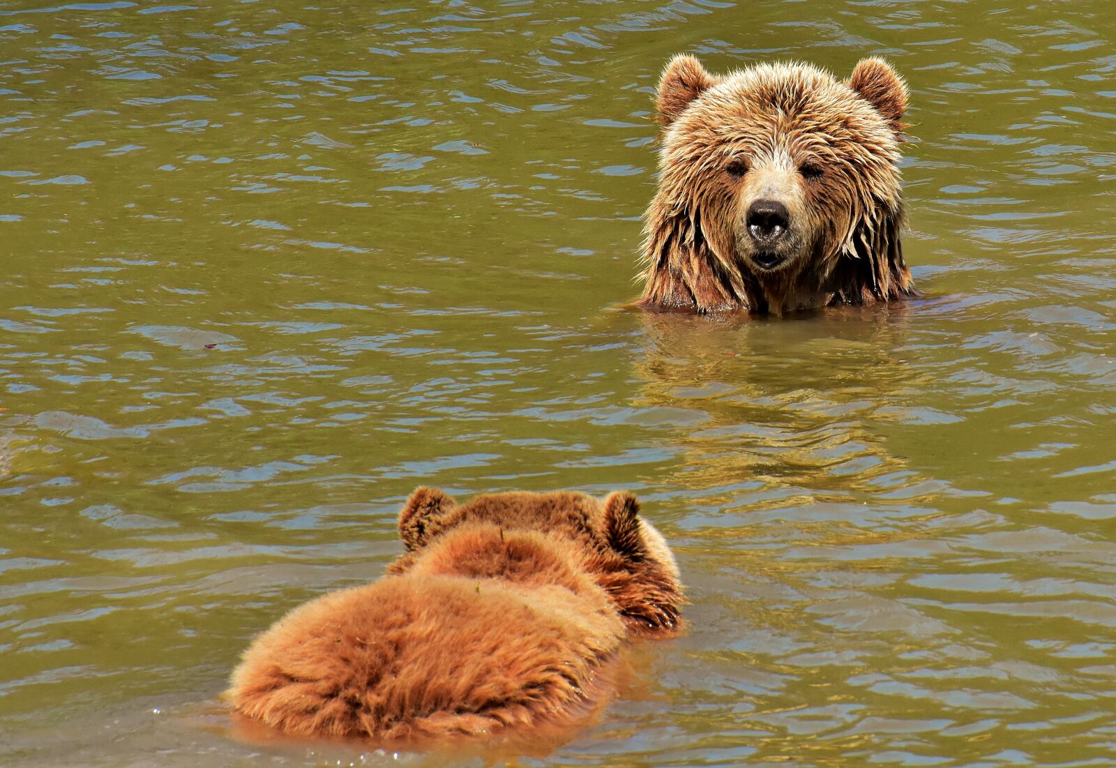 Nikon D7200 sample photo. European brown bear, play photography