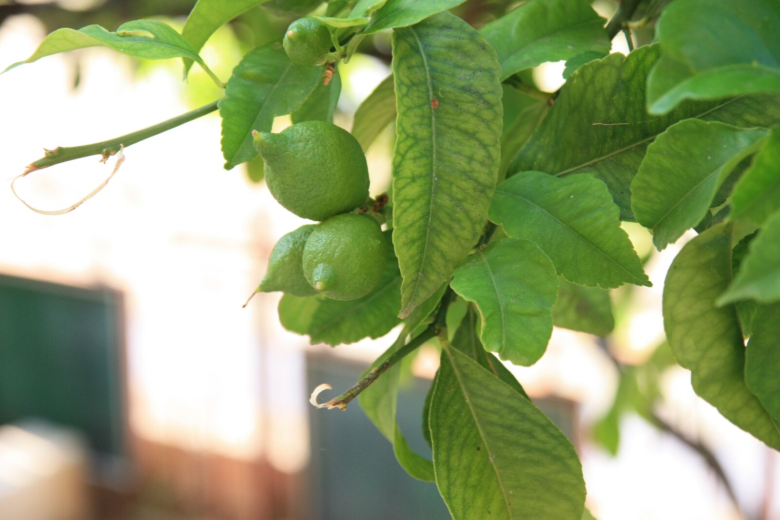 Canon EOS 450D (EOS Rebel XSi / EOS Kiss X2) sample photo. Leaf, eating, fruit photography