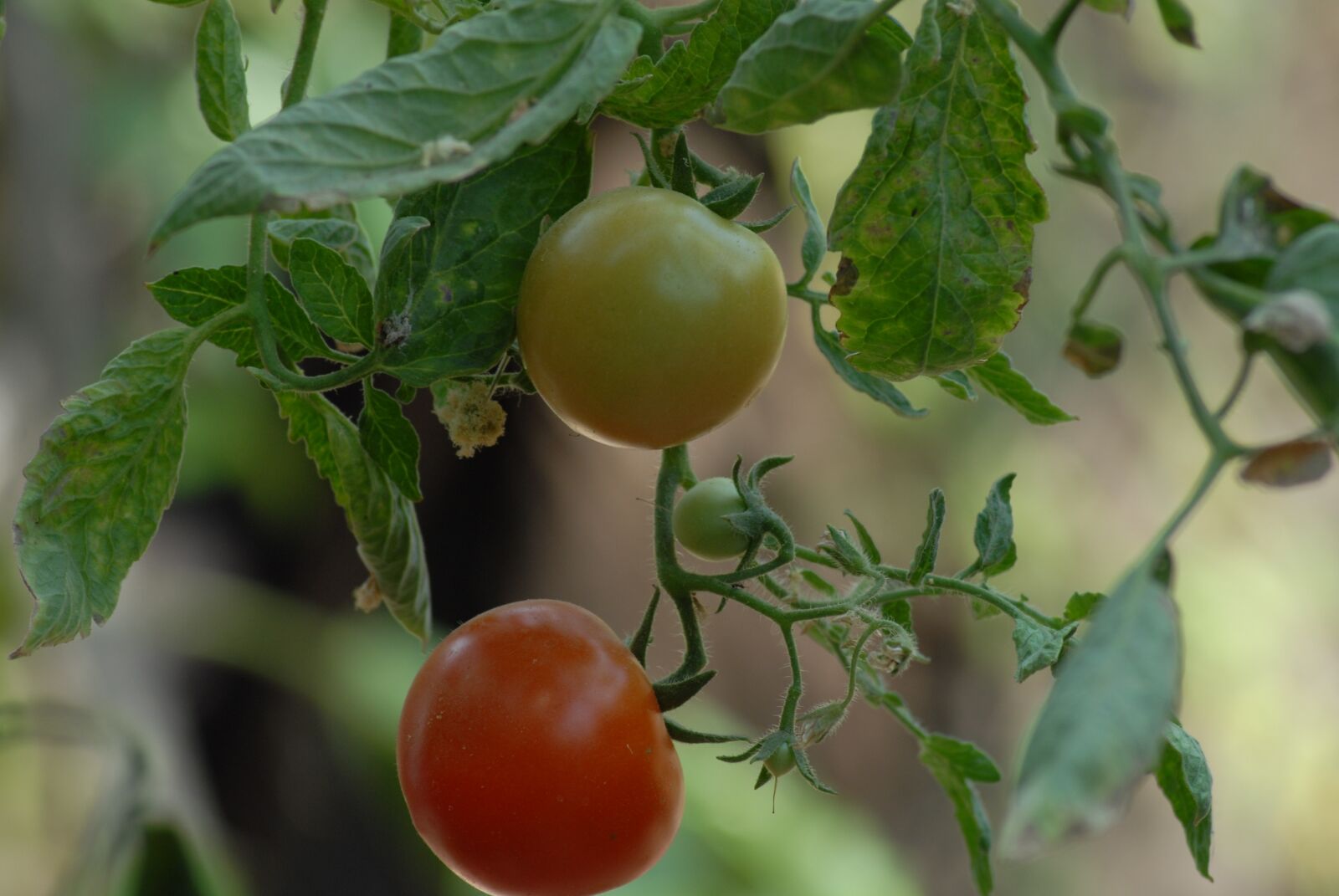 Nikon D200 sample photo. Tomato, agriculture, food photography