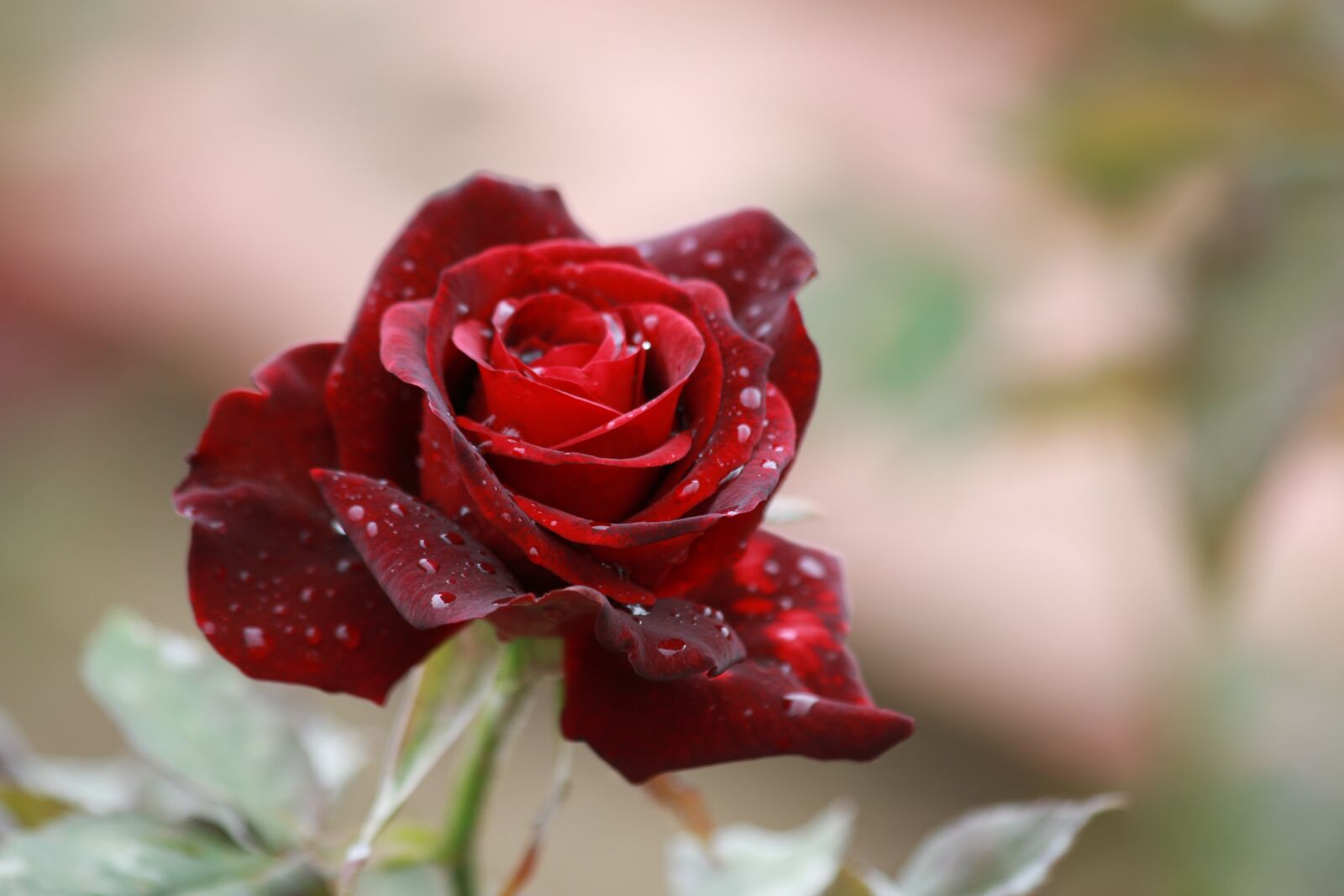 Canon EOS 70D sample photo. Rose, flower, red photography